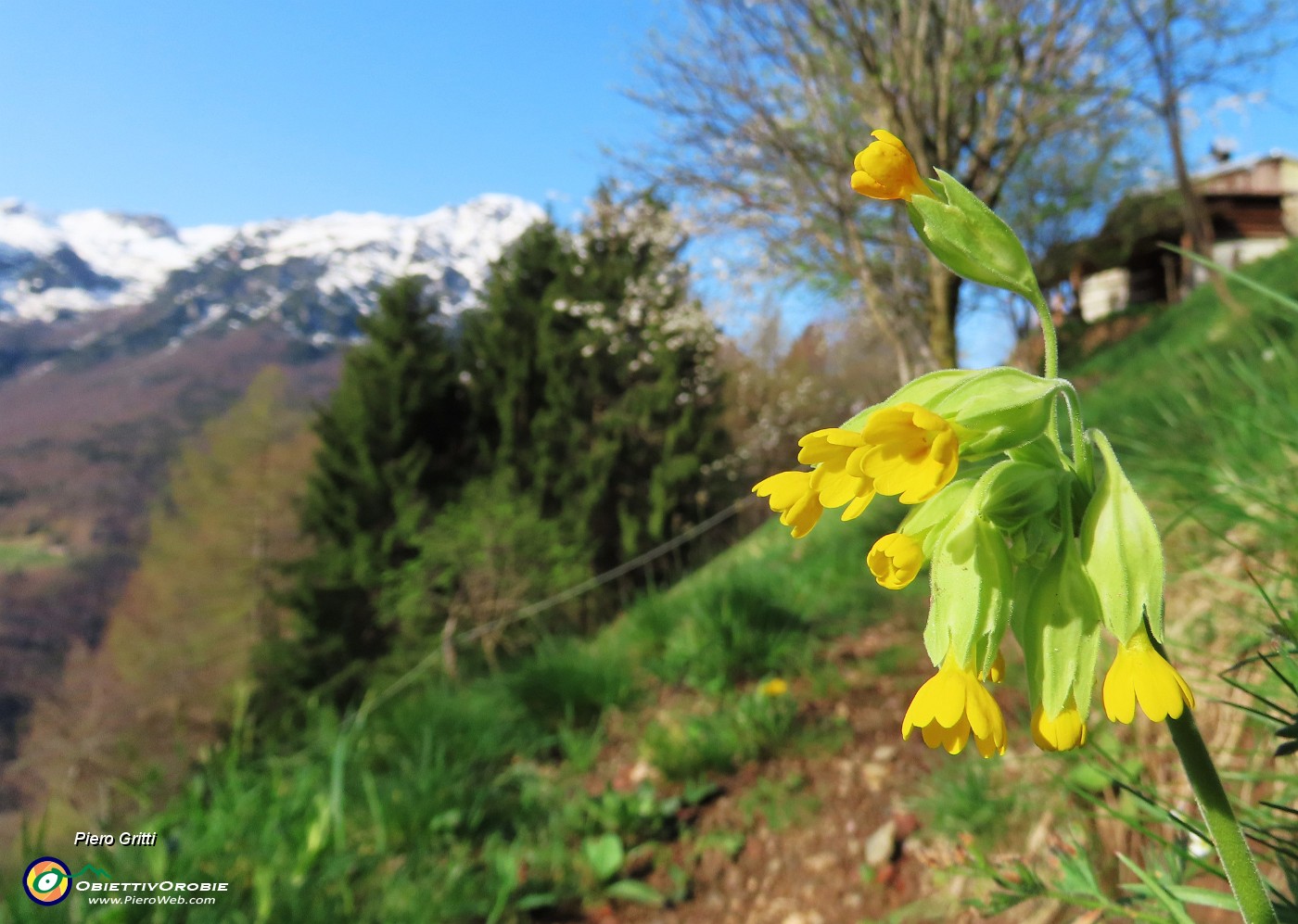 24 Primula veris (Primula odorosa).JPG